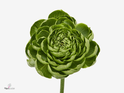 Ranunculus asiaticus Romance Pomerol