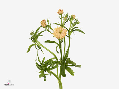Ranunculus Natura Moderna Cosmo