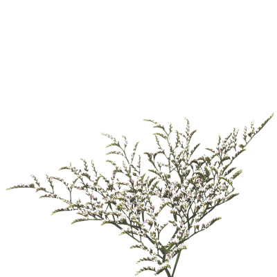 Goniolimon tataricum