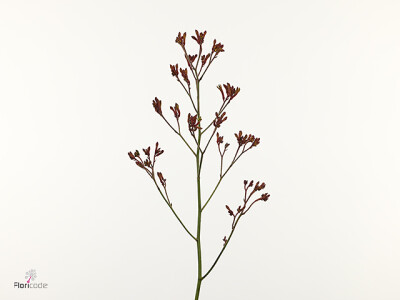 Anigozanthos Alinta