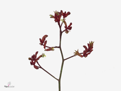 Anigozanthos BINDI