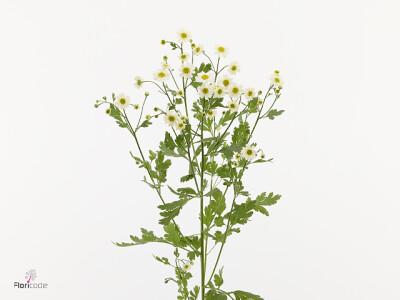 Tanacetum parthenium 'Saphira'