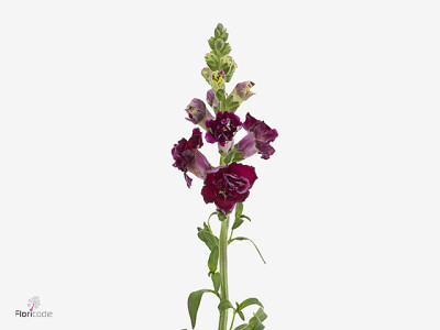 Antirrhinum majus Madame Butterfly Red