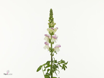 Antirrhinum majus 'Maryland Purple Vein'