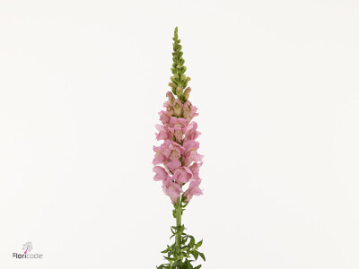 Antirrhinum majus 'Antibes Soft Pink'