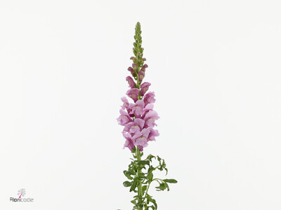 Antirrhinum majus 'Cannes Lavender'