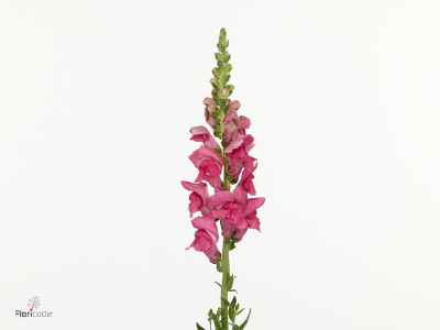 Antirrhinum majus 'Potomac Early Rose'