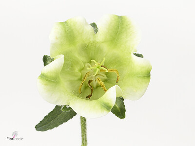 Campanula medium 'Evergreen Single White'