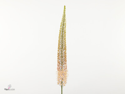 Eremurus 'Pink Floyd'