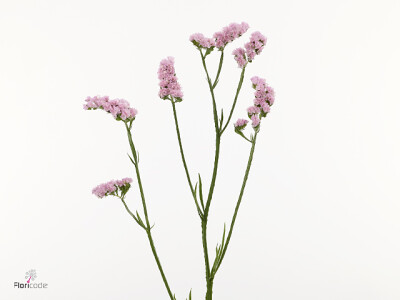 Limonium sinuatum 'Cotton Candy'