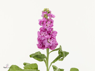 Matthiola incana 'Impala Hot Pink'