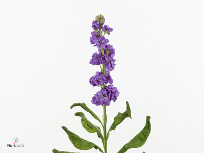 Matthiola incana Stox Lavender