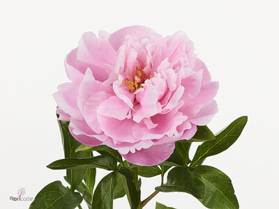 Paeonia (Lactiflora Grp) 'Blushing Fantasy'