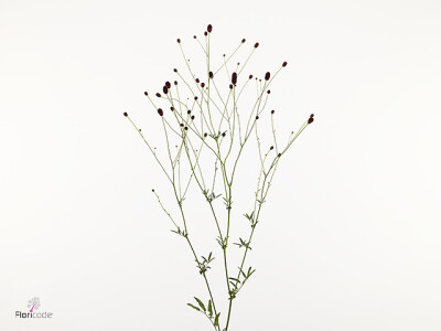 Sanguisorba officinalis 'Arnhems Gold'