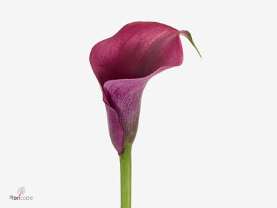 Zantedeschia overig 'Call Amazone'