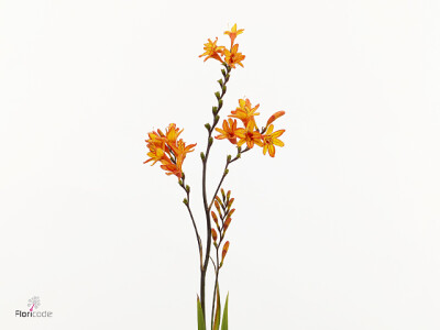 Crocosmia 'Firestars Firestarter'