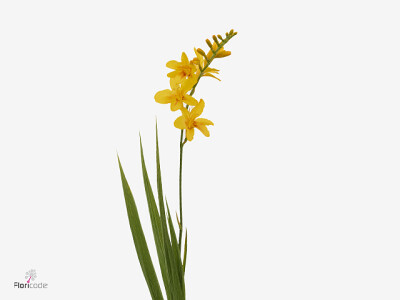 Crocosmia 'Firestars Hot Spot'