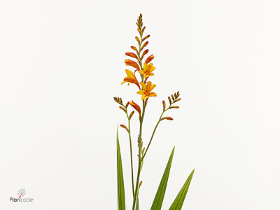 Crocosmia 'Fire Jumper'