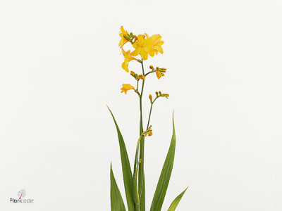 Crocosmia 'Walberton Yellow'
