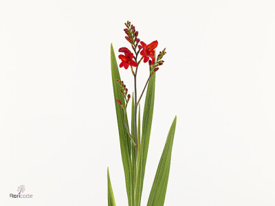 Crocosmia WALBERTONS MISS SCARLET
