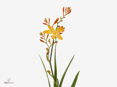 Crocosmia 'Disco Dancer'
