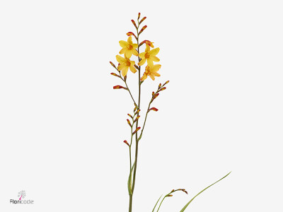 Crocosmia 'Harlequin'