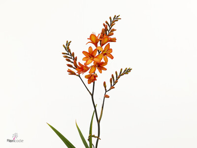 Crocosmia 'Firestars Scorchio'