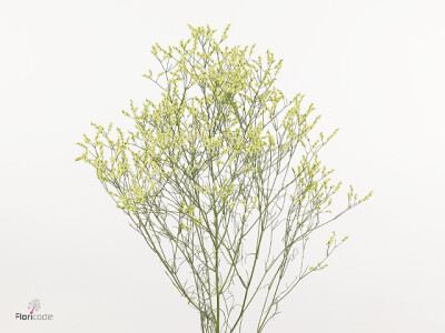 Limonium sinense 'Bliss Gold'