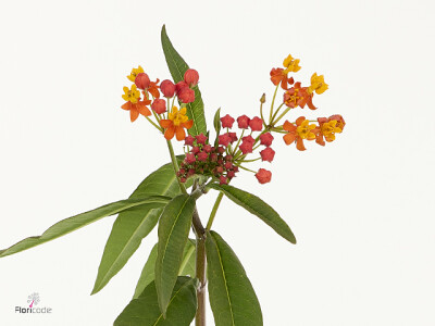 Asclepias curassavica Luma Blaze