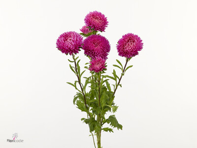 Callistephus chinensis 'Titan Rose'