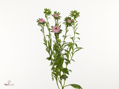 Callistephus chinensis 'Jupiter Pink'