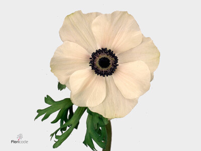 Anemone coronaria 'Marianne Panda'